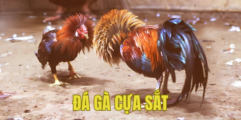 Banner www.noithatlp.com